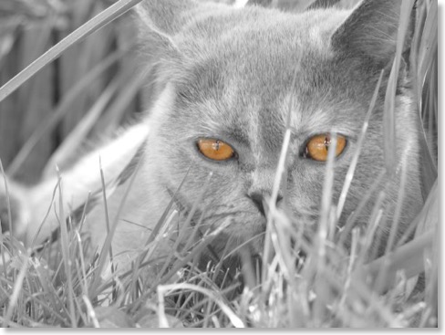 Created this image using the ColorSplash iPad app